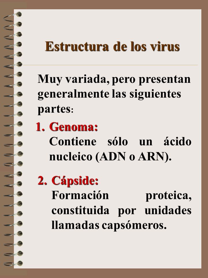 Estructura de los virus