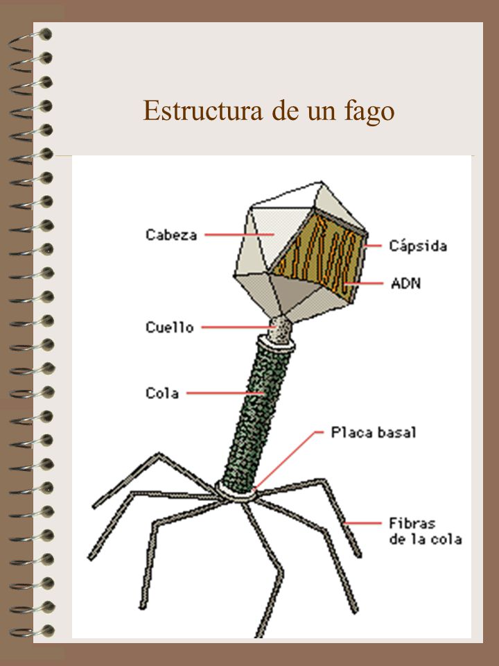 Estructura de un fago