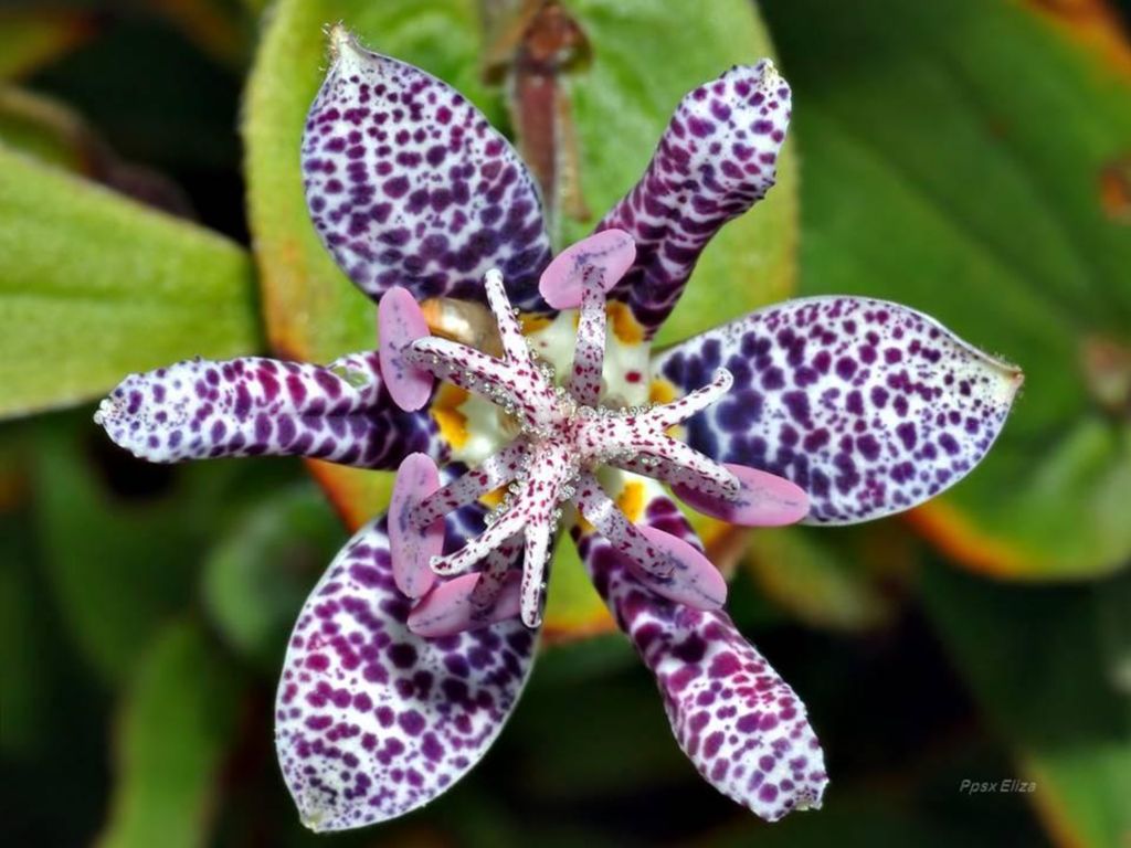 Tricyrtis hirta, el lirio de sapo, o lirio de sapo peludo, es una especie de planta perenne japonesa muy resistente, de la familia de las liliáceas.