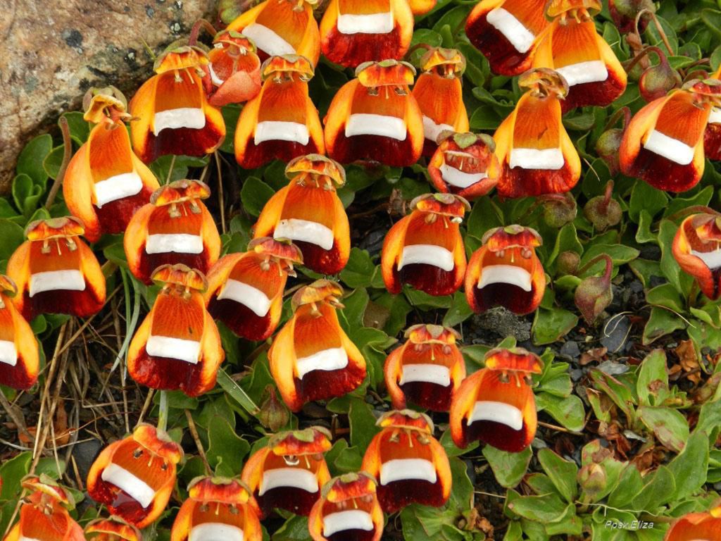 Calceolaria uniflora Es una especie de planta perenne perteneciente al género Calceolaria. Es originaria de Tierra del Fuego en el sur de Sudamérica.