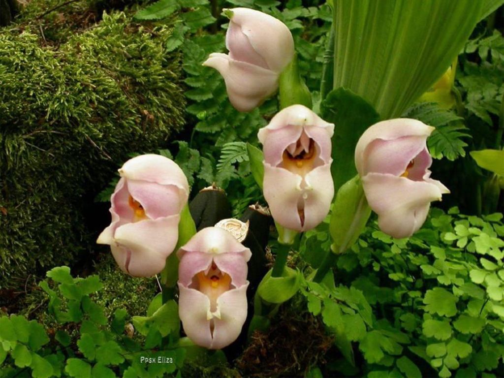 Anguloa uniflora Estas orquídeas tulipán apodadas bebés envueltos , fueron descubiertos en los Andes colombianos entre 1777 a 1788 durante una expedición que duró diez años, pero no se nombran y se clasifican oficialmente hasta 1798.