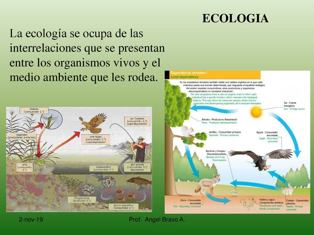 ECOLOGIA La ecología se ocupa de las interrelaciones que se presentan entre los organismos vivos y el medio ambiente que les rodea.