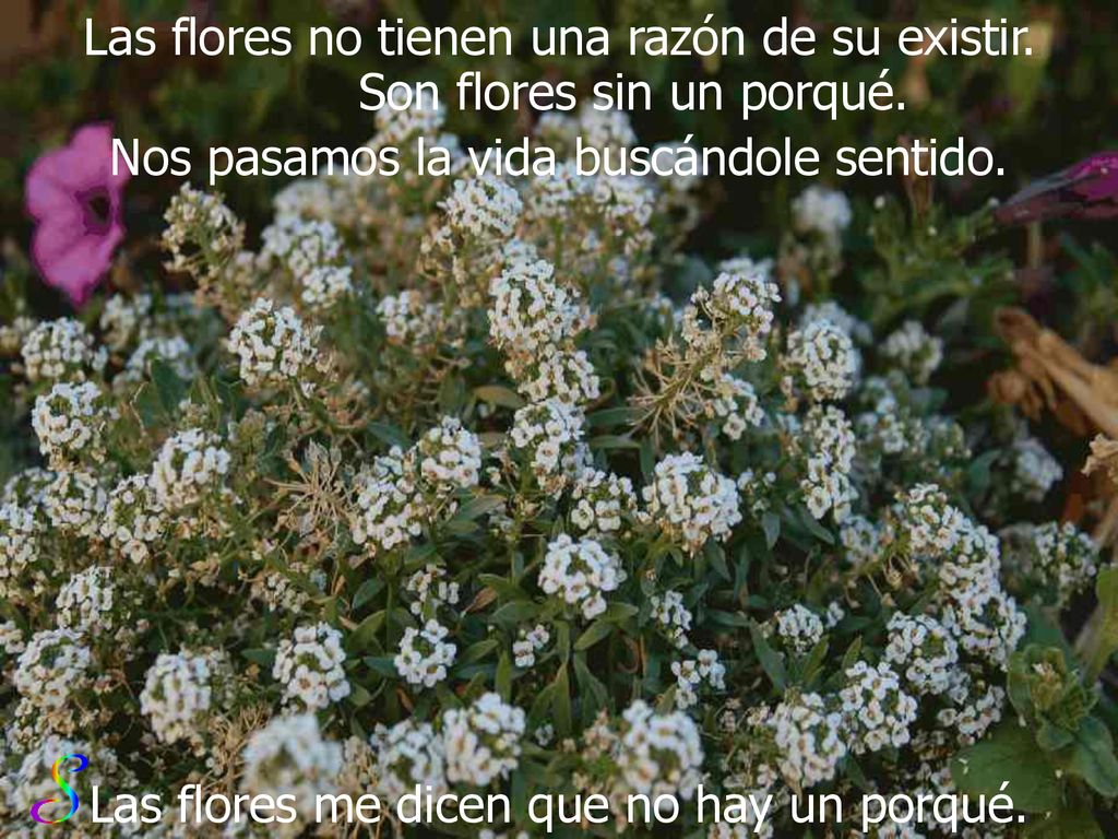 Las flores no tienen una razón de su existir.