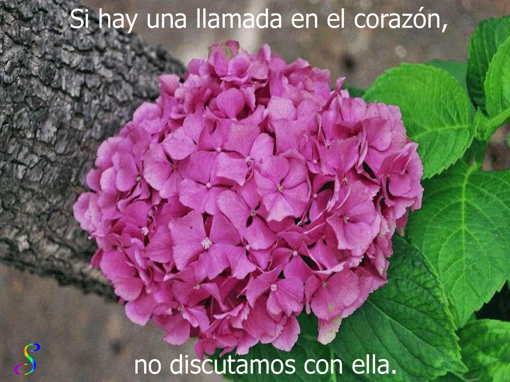 Si hay una llamada en el corazón,
