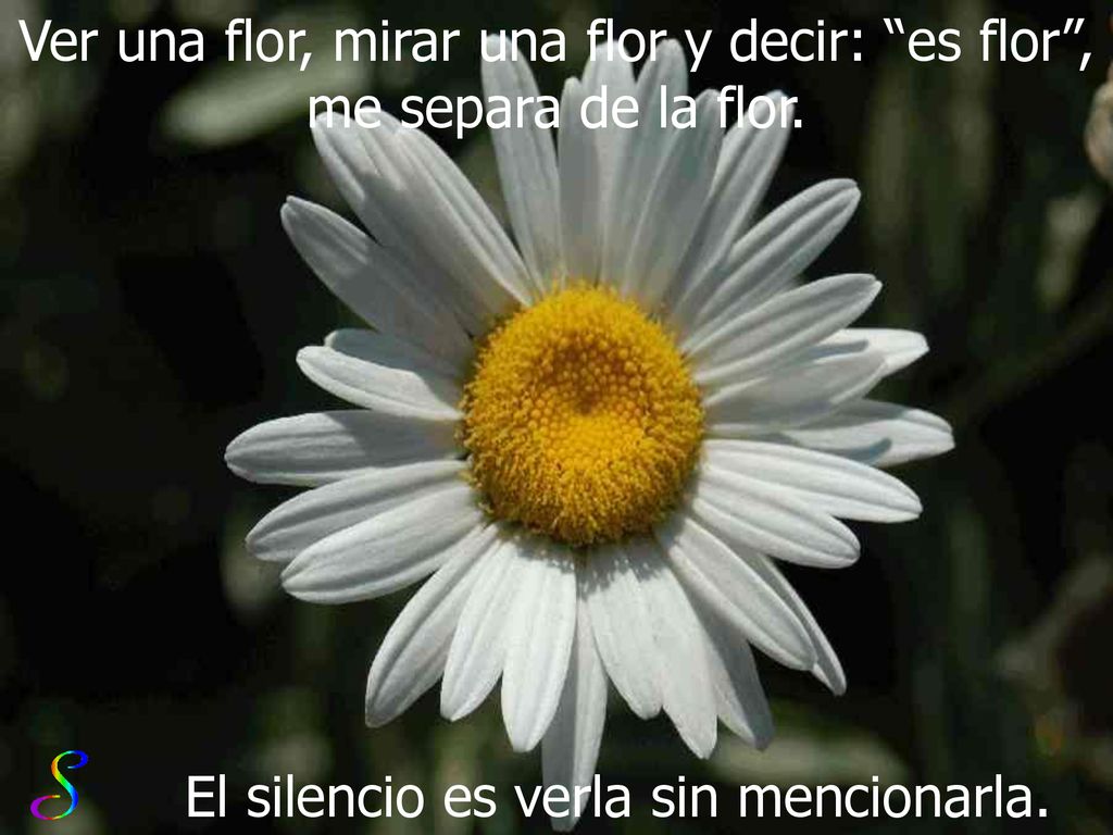Ver una flor, mirar una flor y decir: es flor , me separa de la flor.