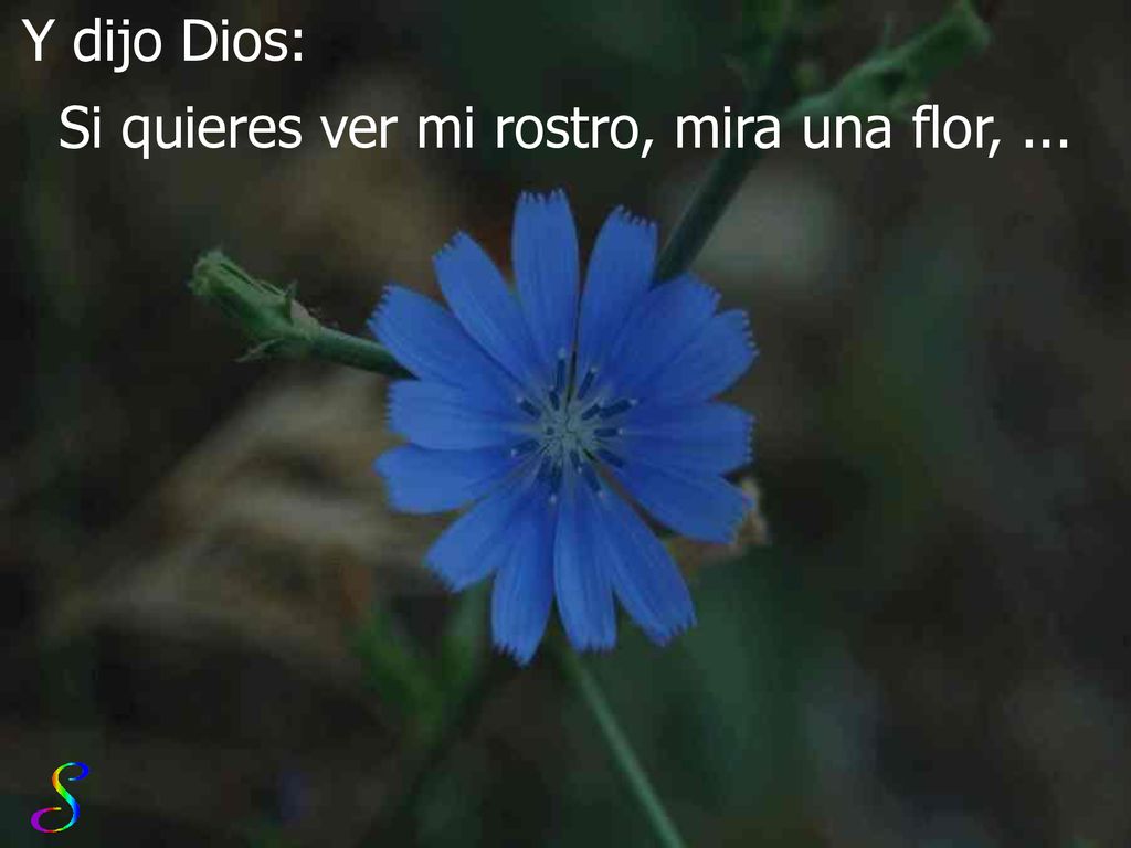 Si quieres ver mi rostro, mira una flor, ...