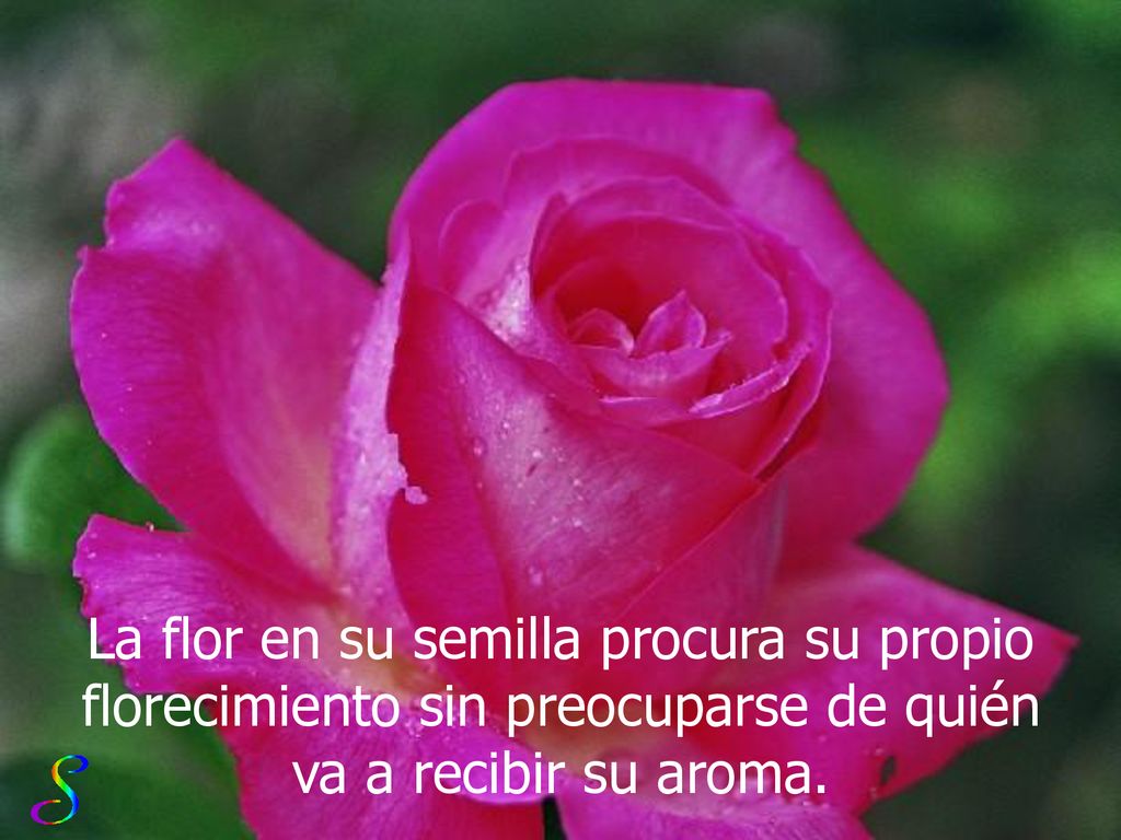 La flor en su semilla procura su propio florecimiento sin preocuparse de quién va a recibir su aroma.