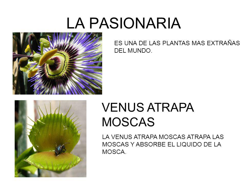 LA PASIONARIA VENUS ATRAPA MOSCAS ES UNA DE LAS PLANTAS MAS EXTRAÑAS