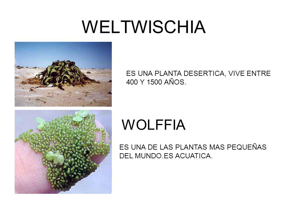 WELTWISCHIA ES UNA PLANTA DESERTICA, VIVE ENTRE 400 Y 1500 AÑOS. WOLFFIA. ES UNA DE LAS PLANTAS MAS PEQUEÑAS.