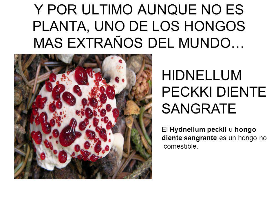Y POR ULTIMO AUNQUE NO ES PLANTA, UNO DE LOS HONGOS MAS EXTRAÑOS DEL MUNDO…