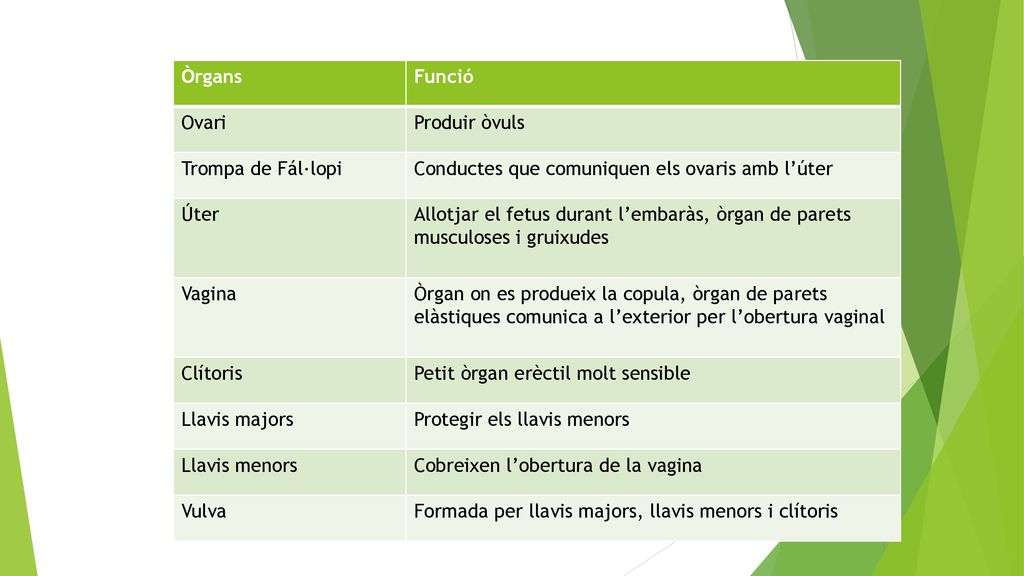 Òrgans Funció. Ovari. Produir òvuls. Trompa de Fál·lopi. Conductes que comuniquen els ovaris amb l’úter.