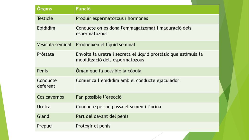 Òrgans Funció. Testicle. Produir espermatozous i hormones. Epidídim. Conducte on es dona l emmagatzemat i maduració dels espermatozous.