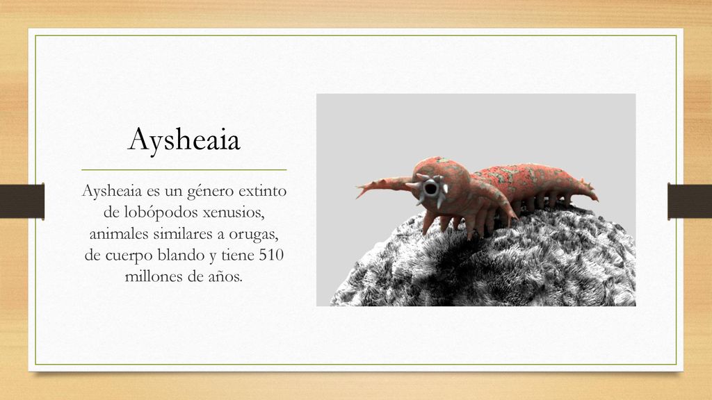 Aysheaia Aysheaia es un género extinto de lobópodos xenusios, animales similares a orugas, de cuerpo blando y tiene 510 millones de años.