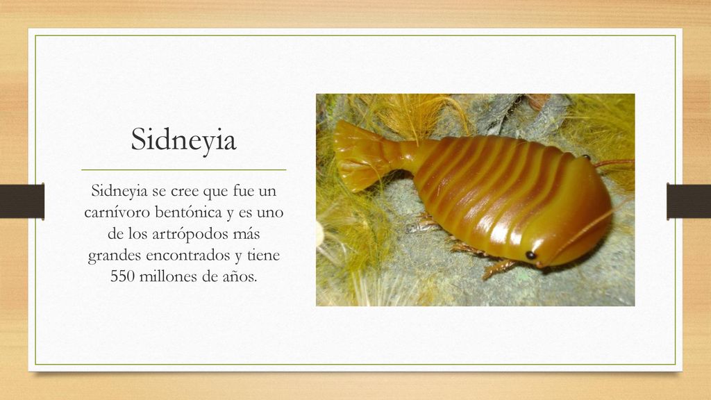 Sidneyia Sidneyia se cree que fue un carnívoro bentónica y es uno de los artrópodos más grandes encontrados y tiene 550 millones de años.