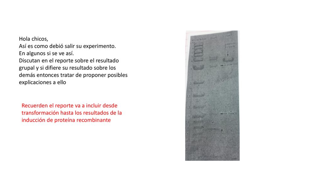 Hola chicos, Así es como debió salir su experimento. En algunos si se ve así.