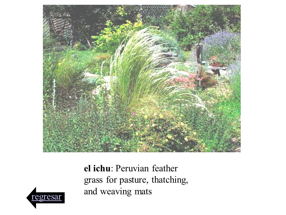 el ichu: Peruvian feather grass for pasture, thatching, and weaving mats