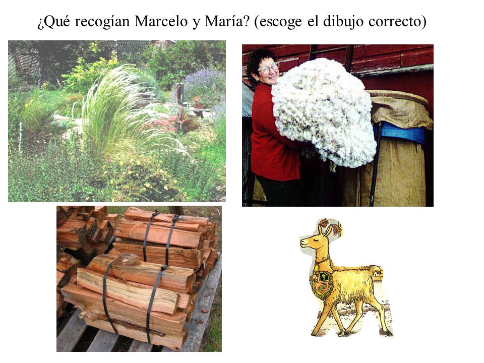 ¿Qué recogían Marcelo y María (escoge el dibujo correcto)