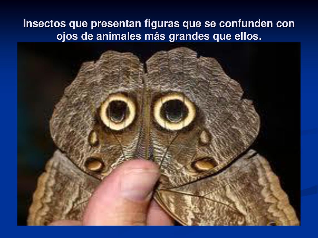 Insectos que presentan figuras que se confunden con ojos de animales más grandes que ellos.
