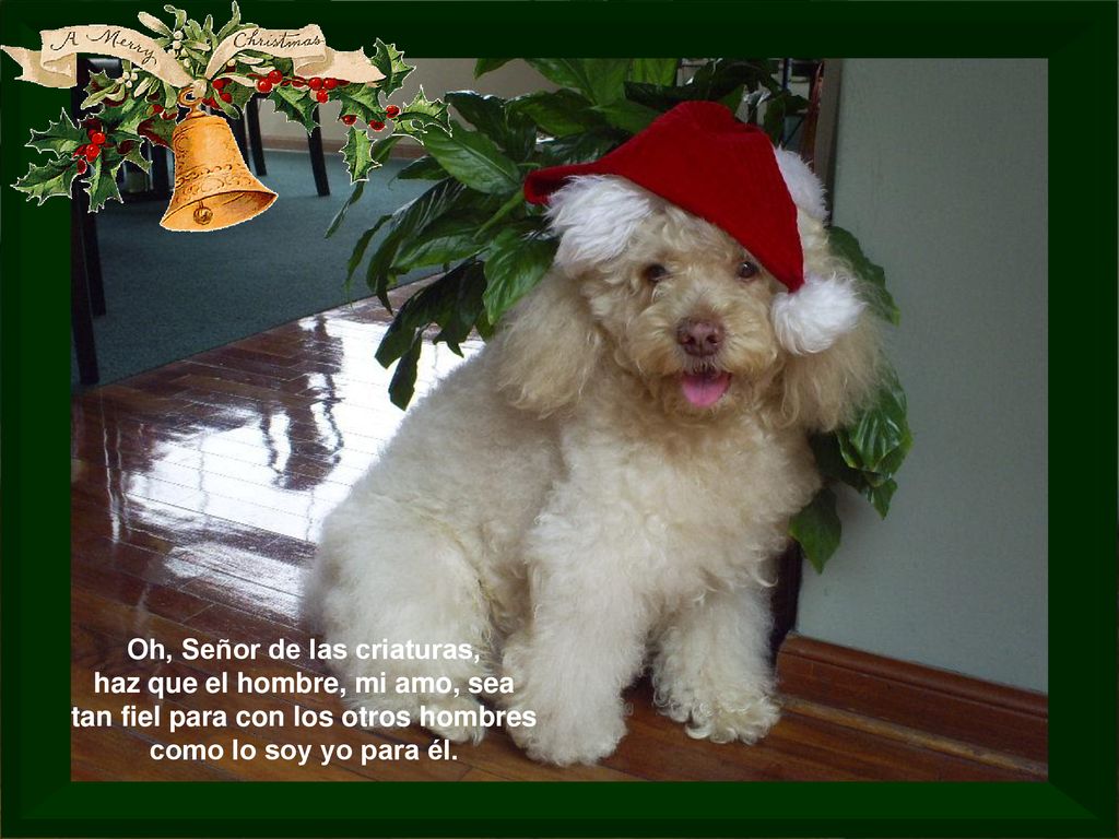Oh, Señor de las criaturas, haz que el hombre, mi amo, sea tan fiel para con los otros hombres como lo soy yo para él.