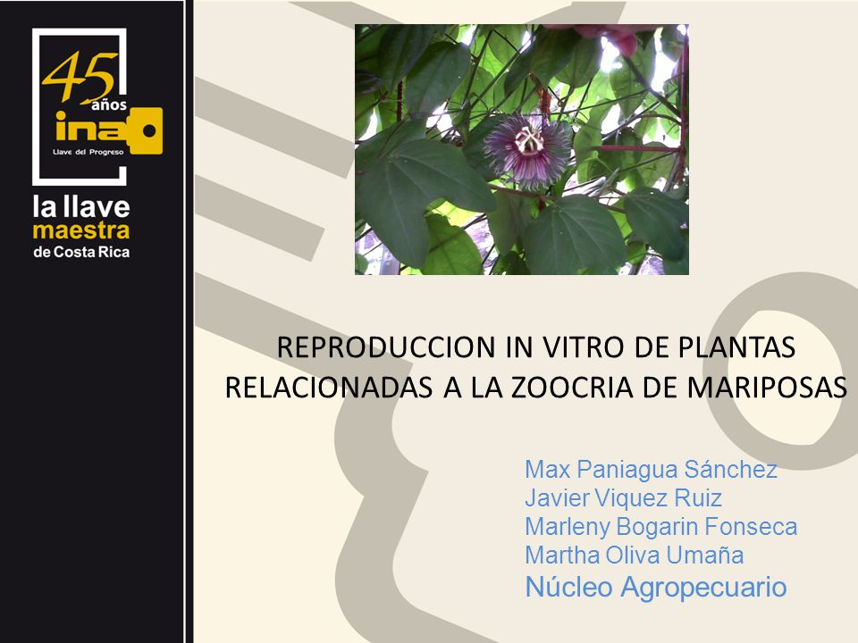 REPRODUCCION IN VITRO DE PLANTAS RELACIONADAS A LA ZOOCRIA DE MARIPOSAS