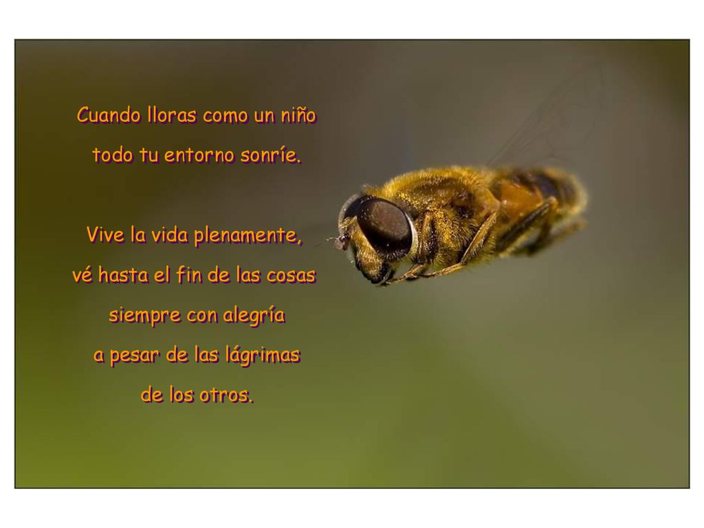 Cuando lloras como un niño todo tu entorno sonríe.