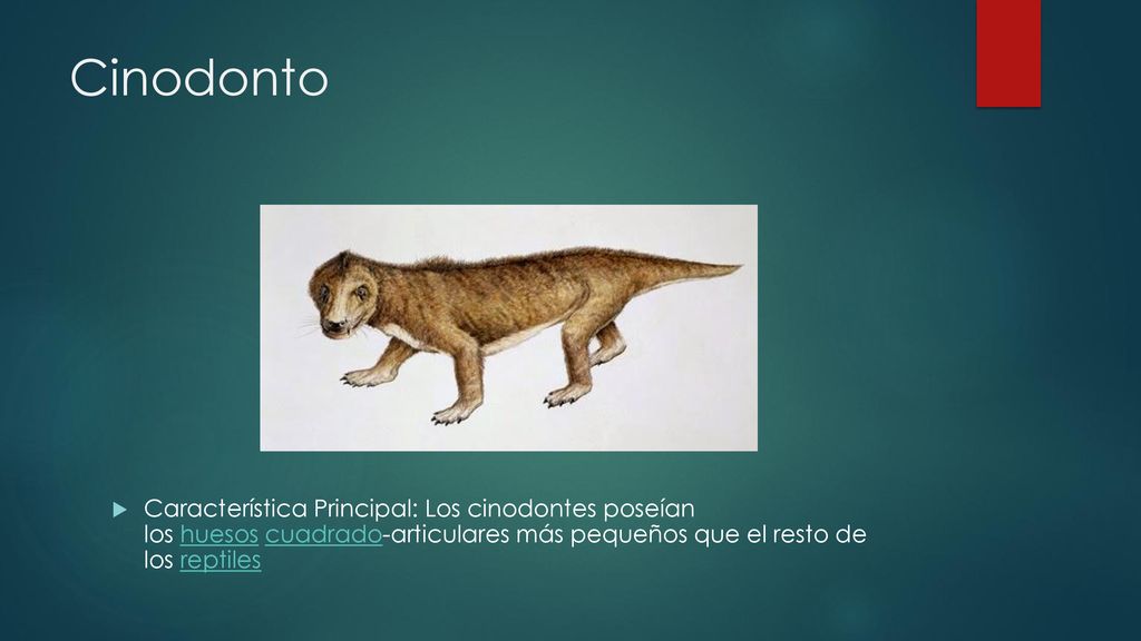 Cinodonto Característica Principal: Los cinodontes poseían los huesos cuadrado-articulares más pequeños que el resto de los reptiles.