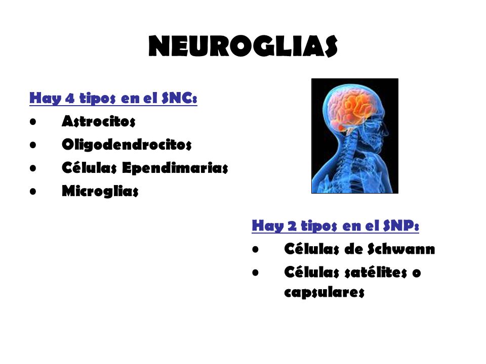 NEUROGLIAS Hay 4 tipos en el SNC: Astrocitos Oligodendrocitos