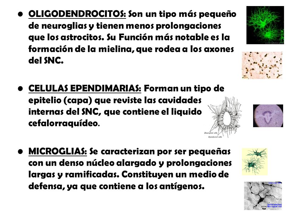 OLIGODENDROCITOS: Son un tipo más pequeño de neuroglias y tienen menos prolongaciones que los astrocitos. Su Función más notable es la formación de la mielina, que rodea a los axones del SNC.