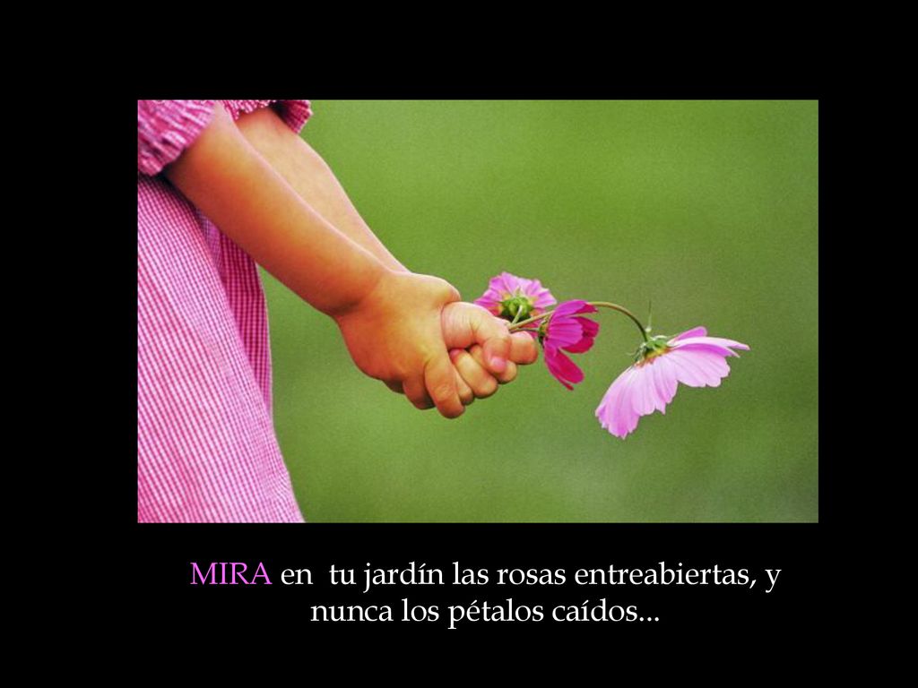 MIRA en tu jardín las rosas entreabiertas, y nunca los pétalos caídos...