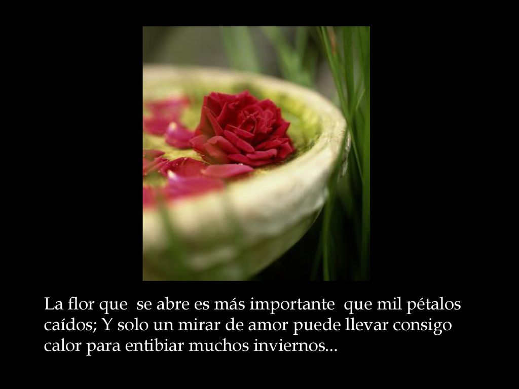 La flor que se abre es más importante que mil pétalos caídos; Y solo un mirar de amor puede llevar consigo calor para entibiar muchos inviernos...