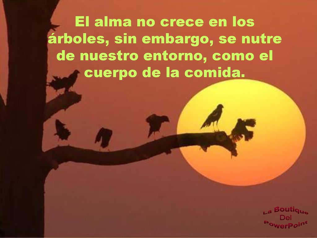 El alma no crece en los árboles, sin embargo, se nutre de nuestro entorno, como el cuerpo de la comida.