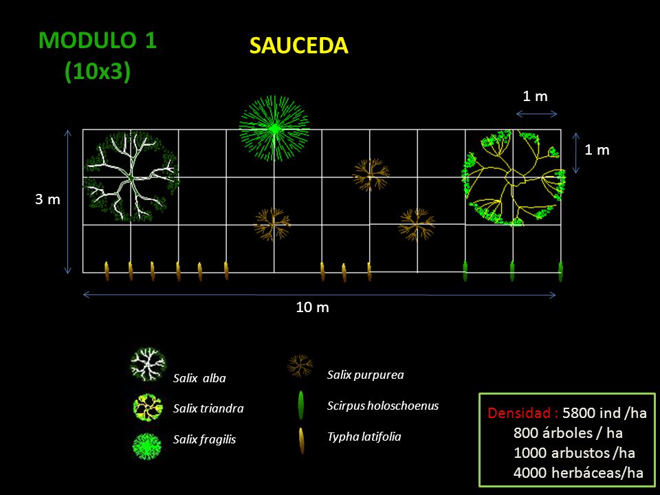 MODULO 1 SAUCEDA (10x3) 1 m 3 m 10 m Densidad : 5800 ind /ha