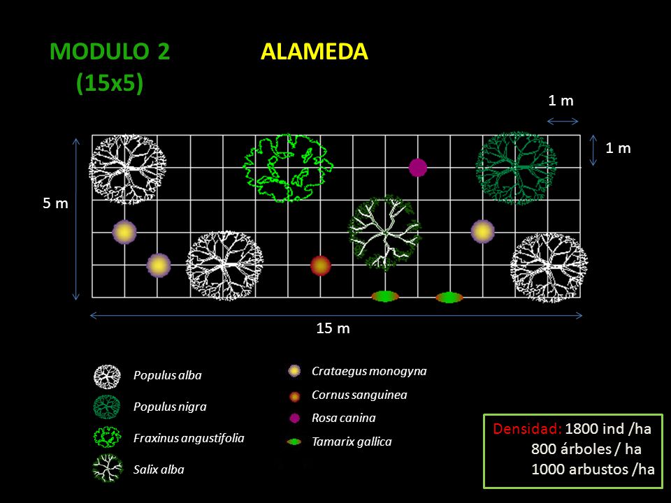MODULO 2 (15x5) ALAMEDA 1 m 5 m 15 m Densidad: 1800 ind /ha