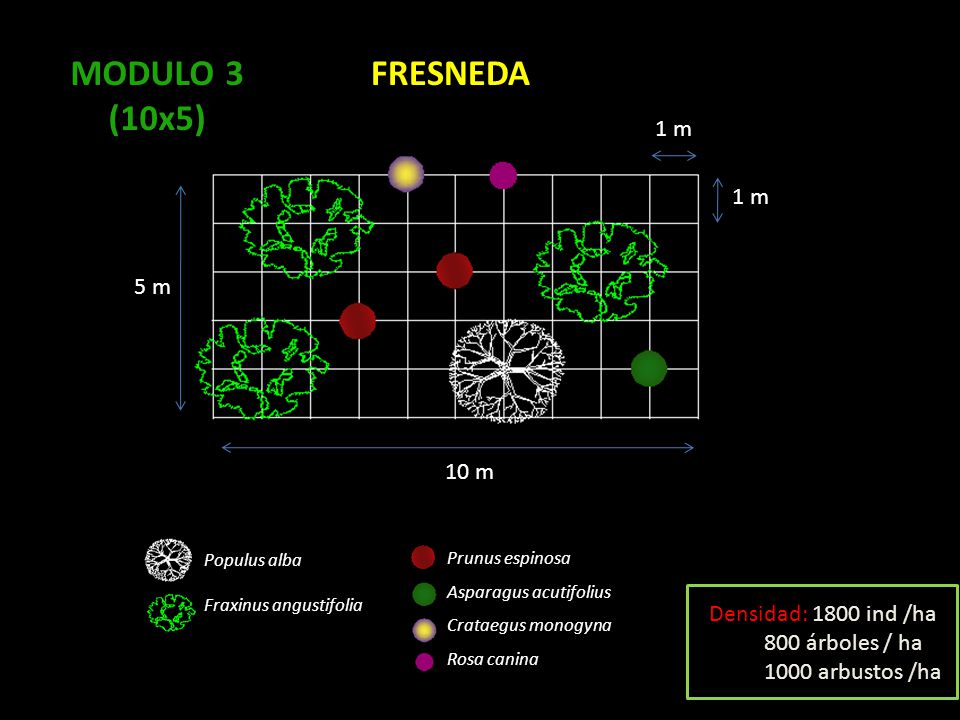 MODULO 3 (10x5) FRESNEDA 1 m 5 m 10 m Densidad: 1800 ind /ha