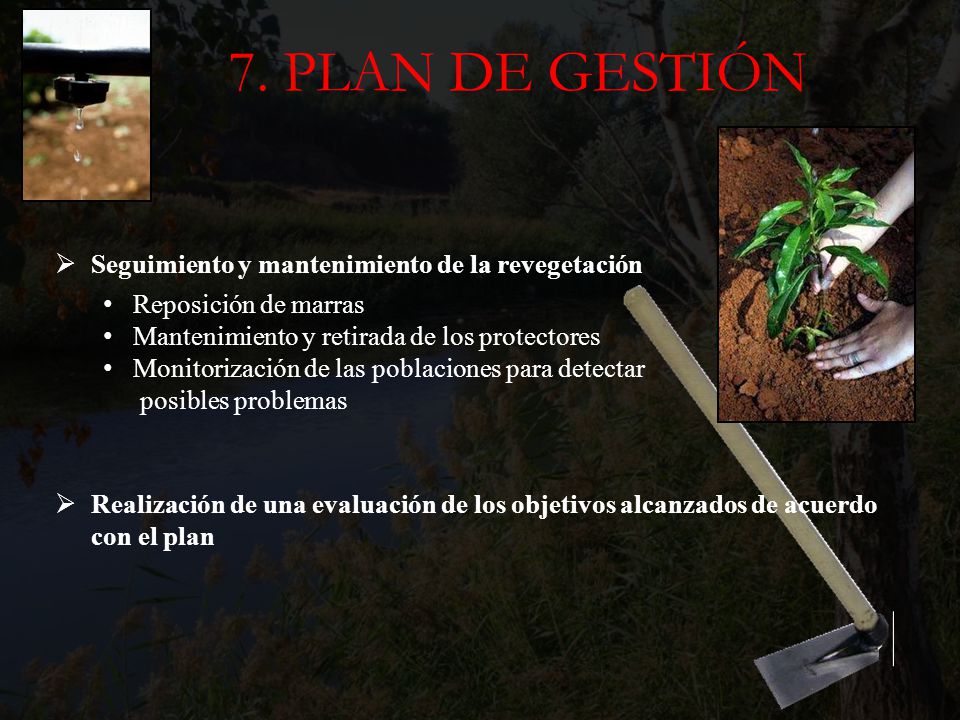 7. PLAN DE GESTIÓN Seguimiento y mantenimiento de la revegetación