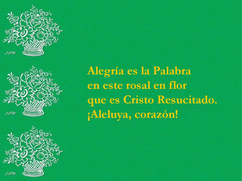 Alegría es la Palabra en este rosal en flor que es Cristo Resucitado. ¡Aleluya, corazón!
