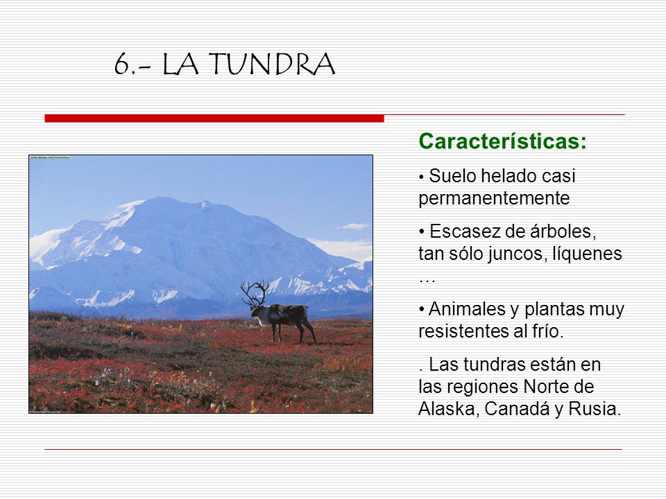 6.- LA TUNDRA Características: