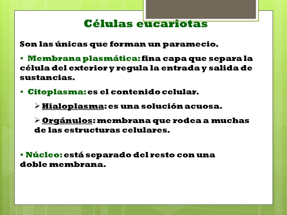 Células eucariotas Son las únicas que forman un paramecio.