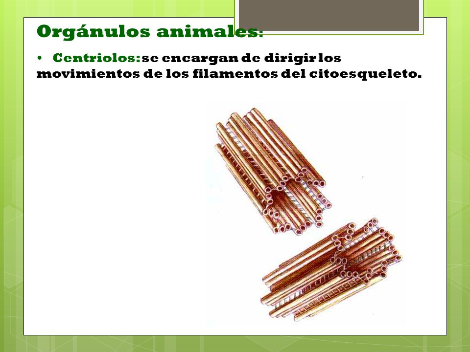 Orgánulos animales: Centriolos: se encargan de dirigir los movimientos de los filamentos del citoesqueleto.