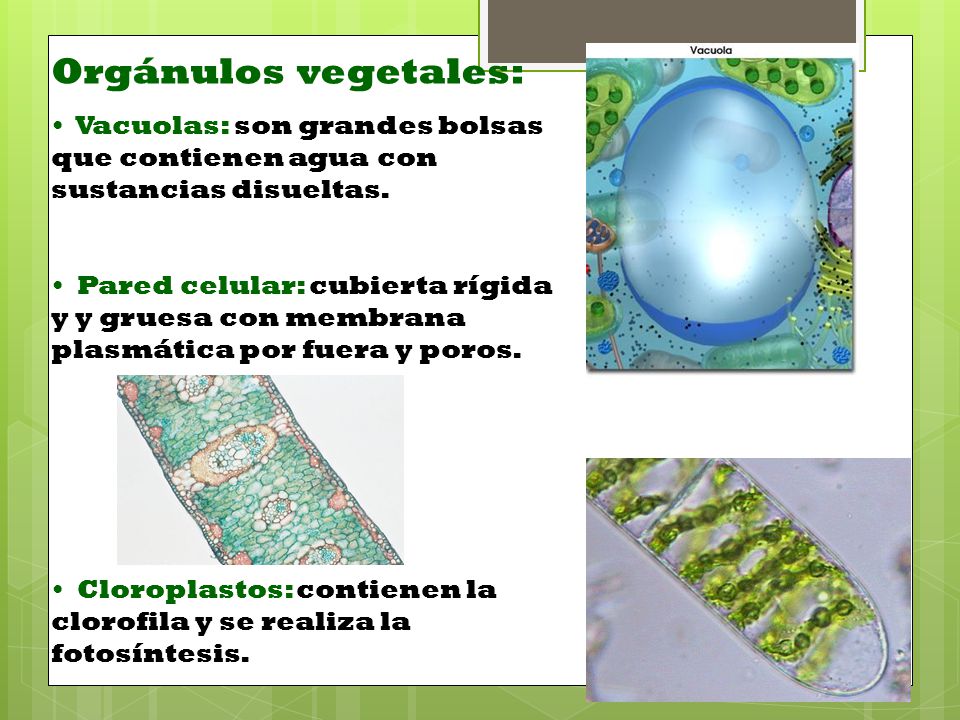 Orgánulos vegetales: Vacuolas: son grandes bolsas que contienen agua con sustancias disueltas.