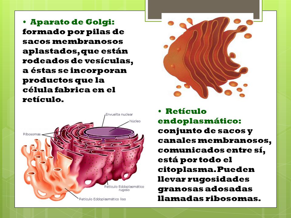 Aparato de Golgi: formado por pilas de sacos membranosos aplastados, que están rodeados de vesículas, a éstas se incorporan productos que la célula fabrica en el retículo.