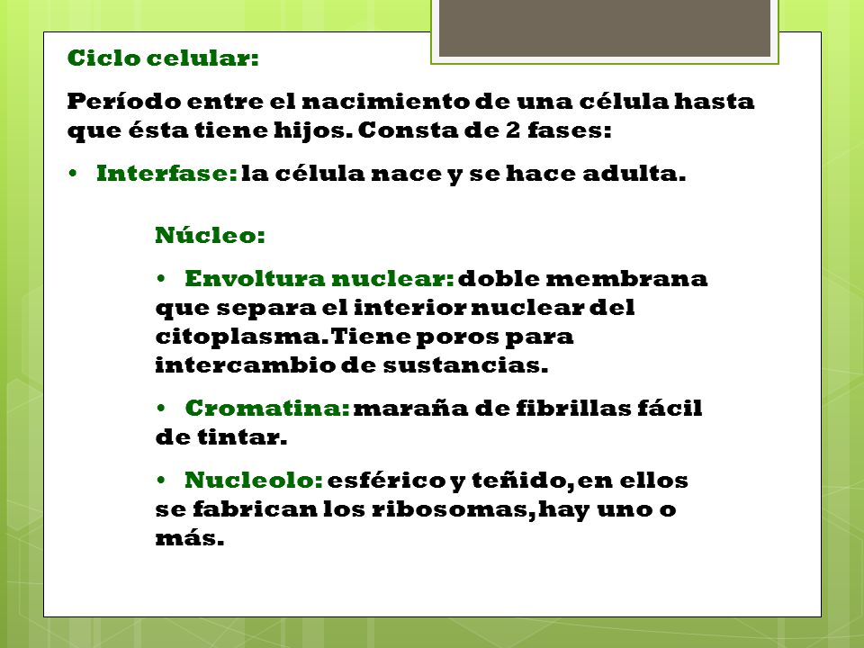 Ciclo celular: Período entre el nacimiento de una célula hasta que ésta tiene hijos. Consta de 2 fases: