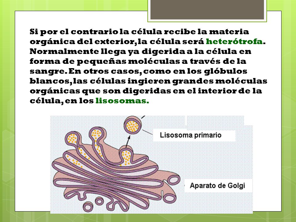 Si por el contrario la célula recibe la materia orgánica del exterior, la célula será heterótrofa.
