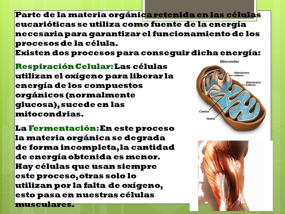 Parte de la materia orgánica retenida en las células eucarióticas se utiliza como fuente de la energía necesaria para garantizar el funcionamiento de los procesos de la célula. Existen dos procesos para conseguir dicha energía: