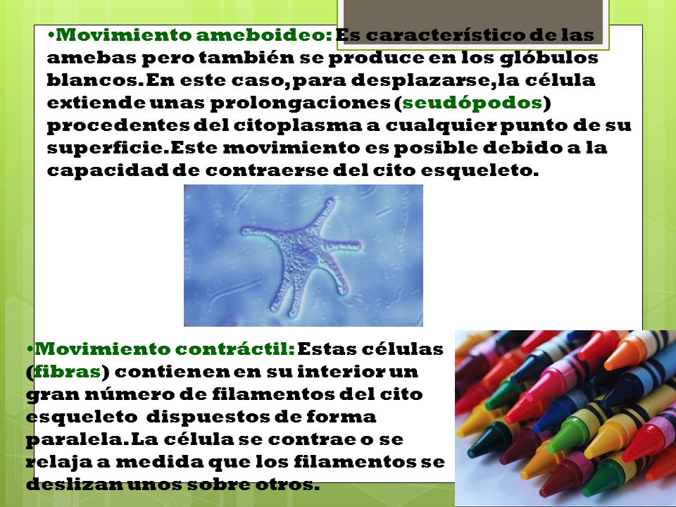 Movimiento ameboideo: Es característico de las amebas pero también se produce en los glóbulos blancos. En este caso, para desplazarse, la célula extiende unas prolongaciones (seudópodos) procedentes del citoplasma a cualquier punto de su superficie. Este movimiento es posible debido a la capacidad de contraerse del cito esqueleto.