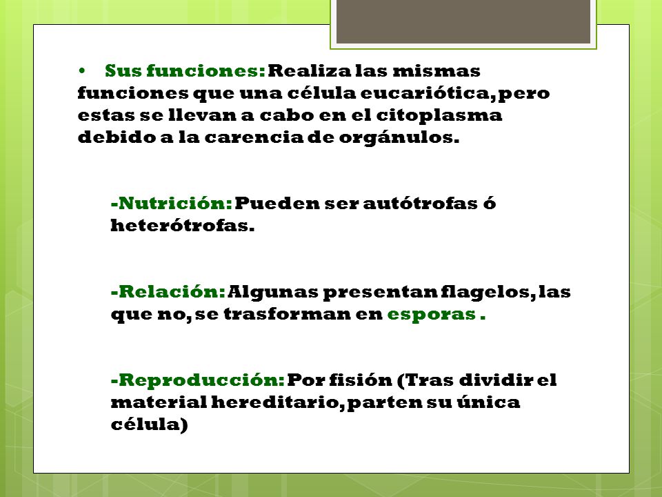 Sus funciones: Realiza las mismas funciones que una célula eucariótica, pero estas se llevan a cabo en el citoplasma debido a la carencia de orgánulos.
