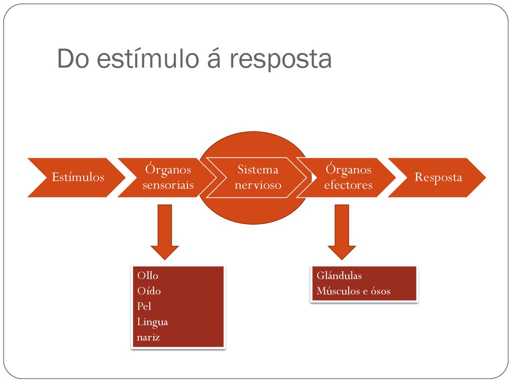 Do estímulo á resposta Estímulos Órganos sensoriais Sistema nervioso