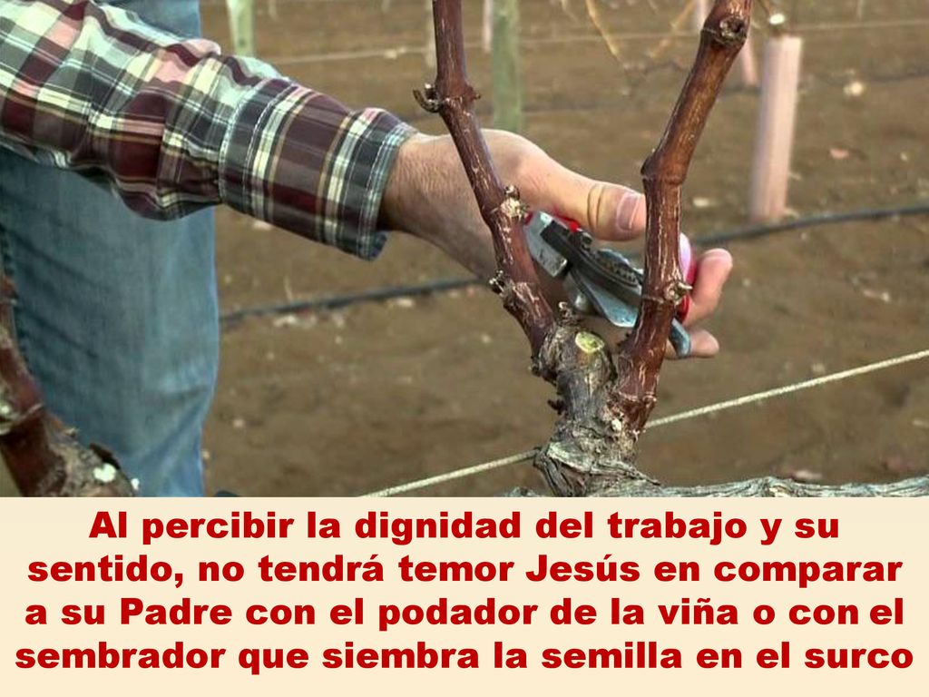Al percibir la dignidad del trabajo y su sentido, no tendrá temor Jesús en comparar a su Padre con el podador de la viña o con el sembrador que siembra la semilla en el surco
