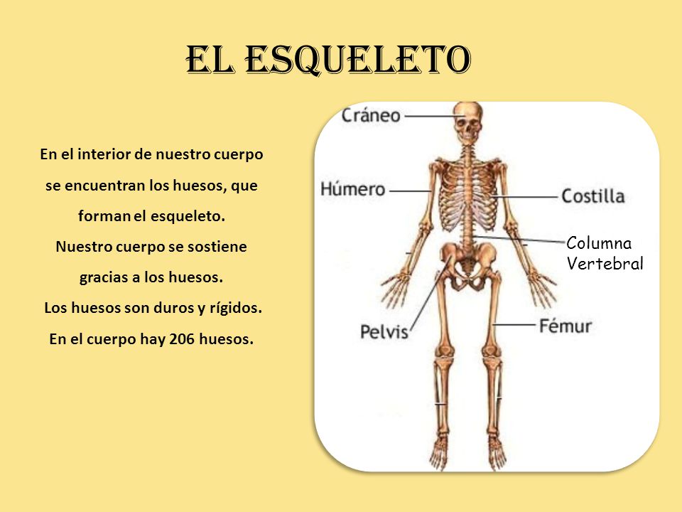 El esqueleto En el interior de nuestro cuerpo se encuentran los huesos, que forman el esqueleto. Nuestro cuerpo se sostiene gracias a los huesos.