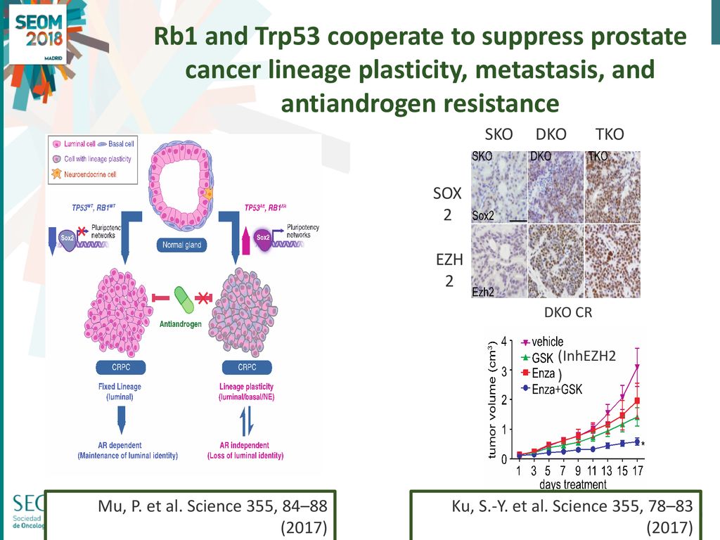 Rb1 and Trp53 cooperate to suppress prostate cancer lineage plasticity, metastasis, and antiandrogen resistance